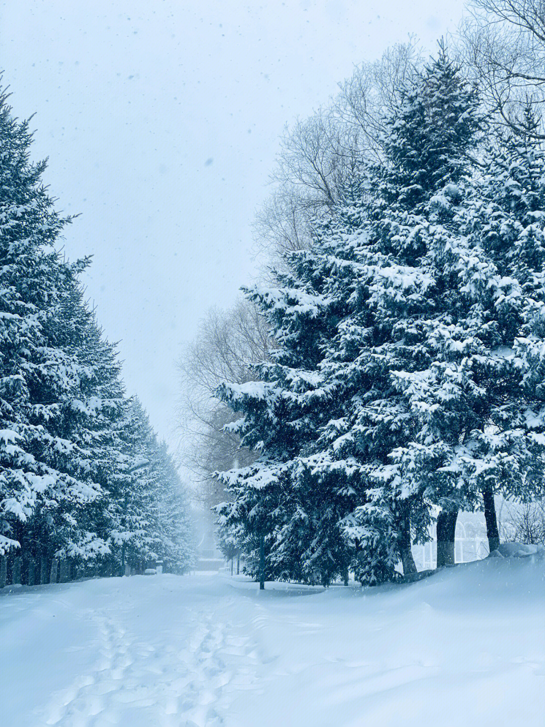 暴雪正确向上的图片图片