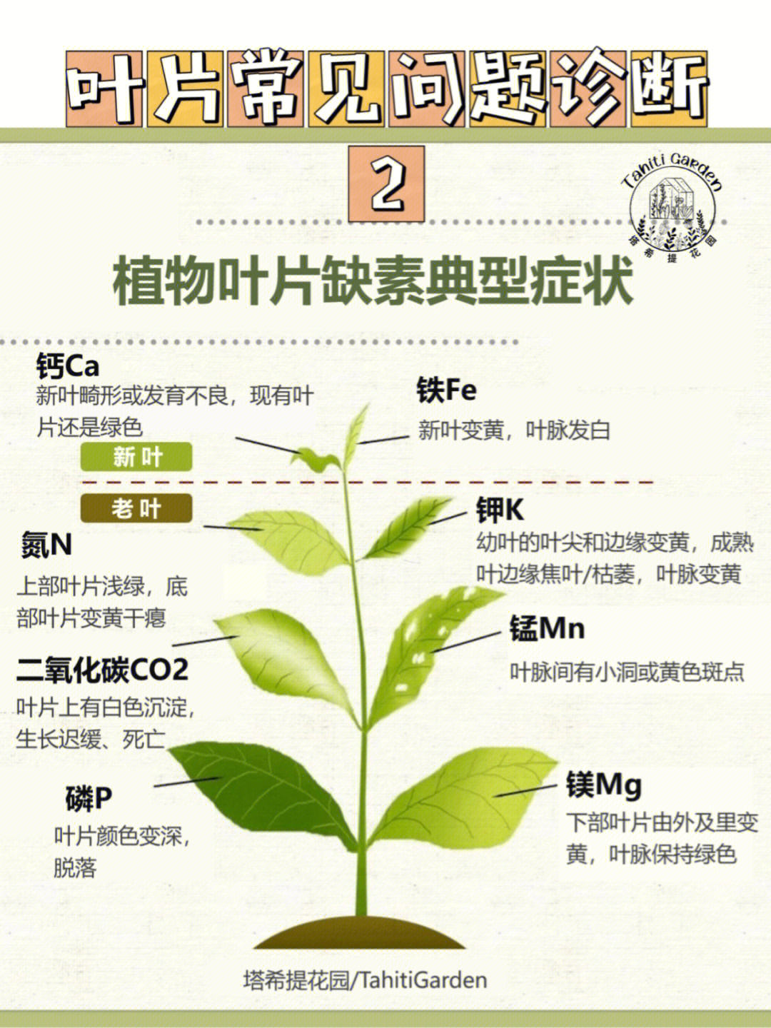 干货植物叶片常见问题自查缺素