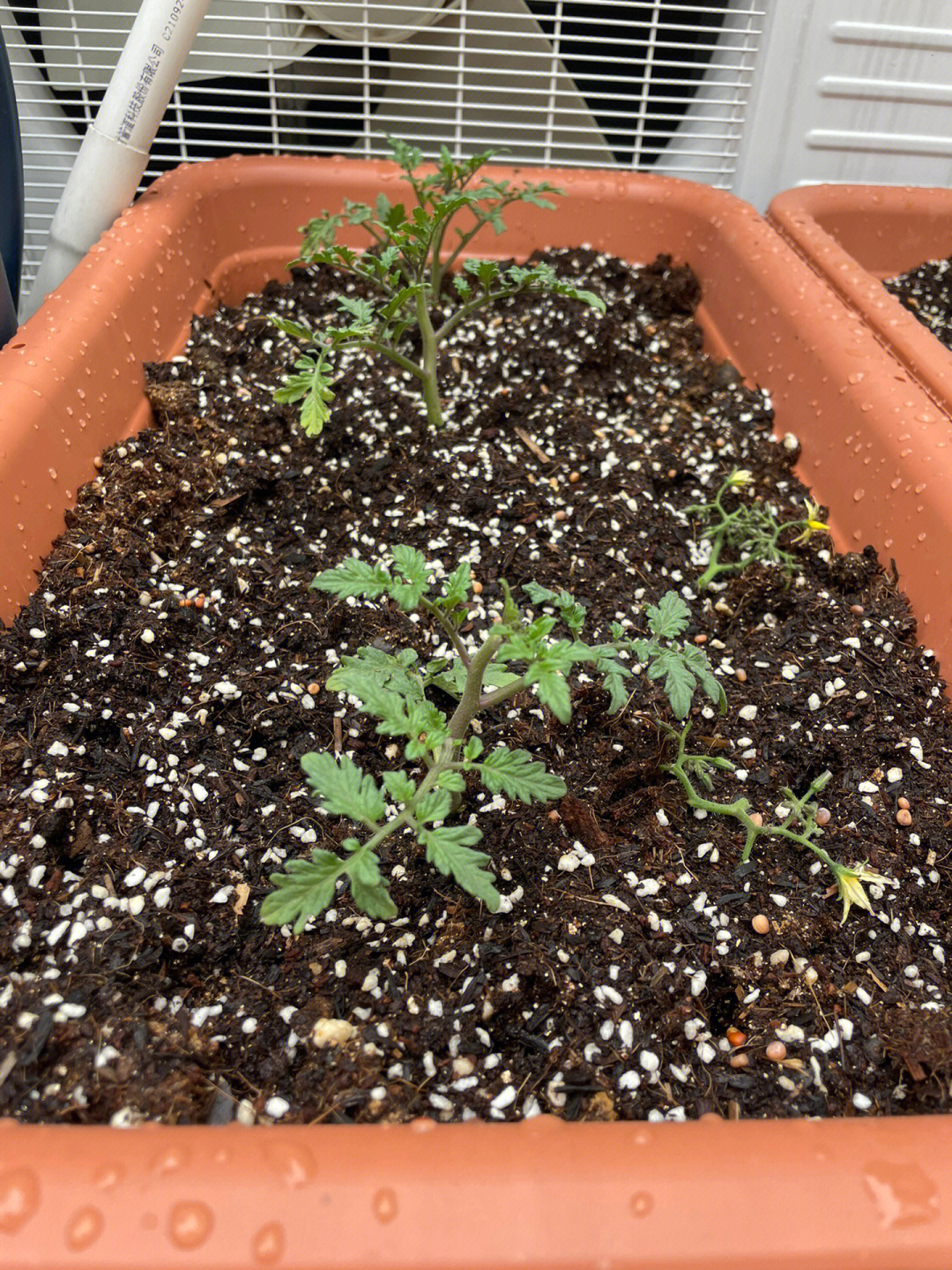 这么小的番茄苗开花了大家都是怎么处理呢