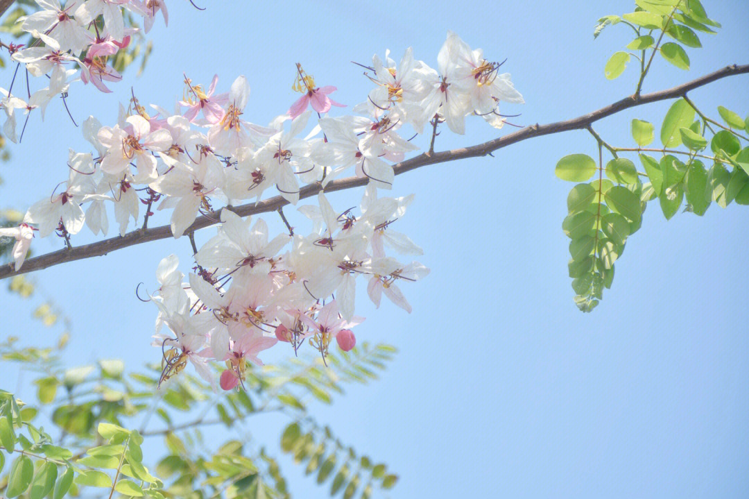 泰国樱花