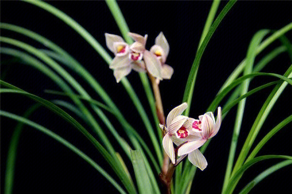 又到春兰花季掌握这五点开花朵朵香