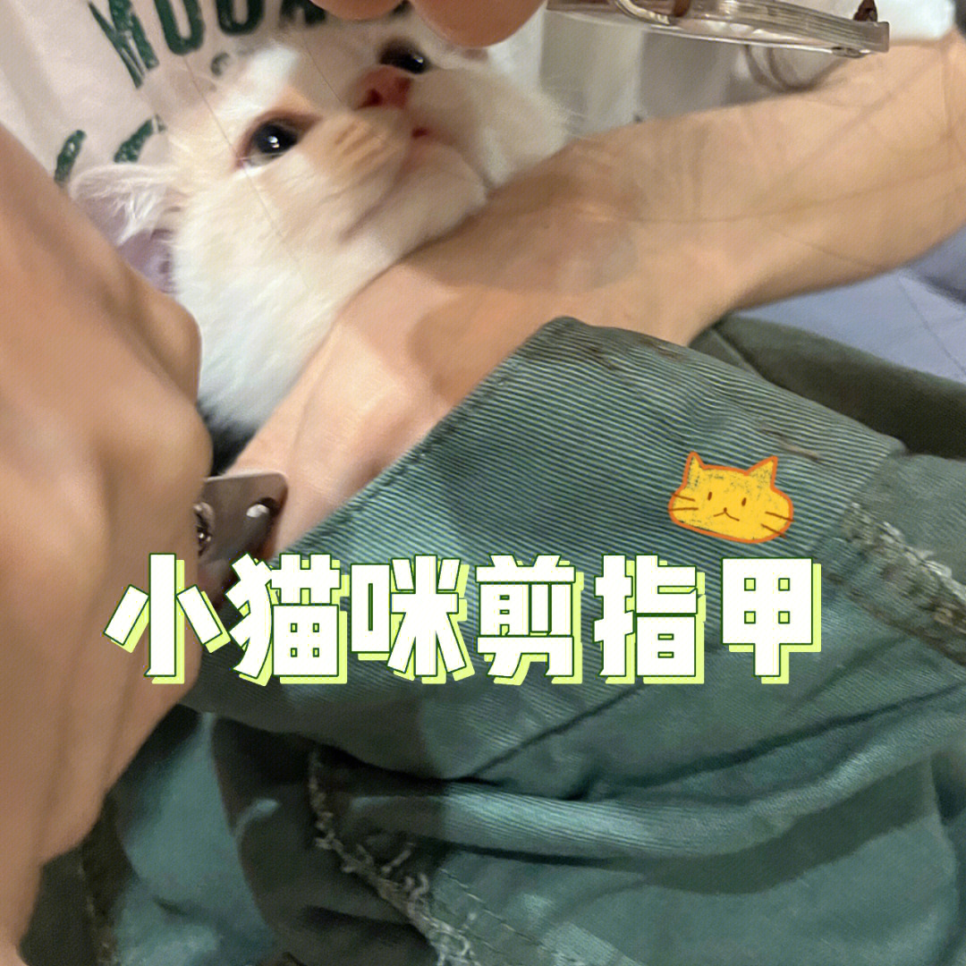 小猫咪剪指甲