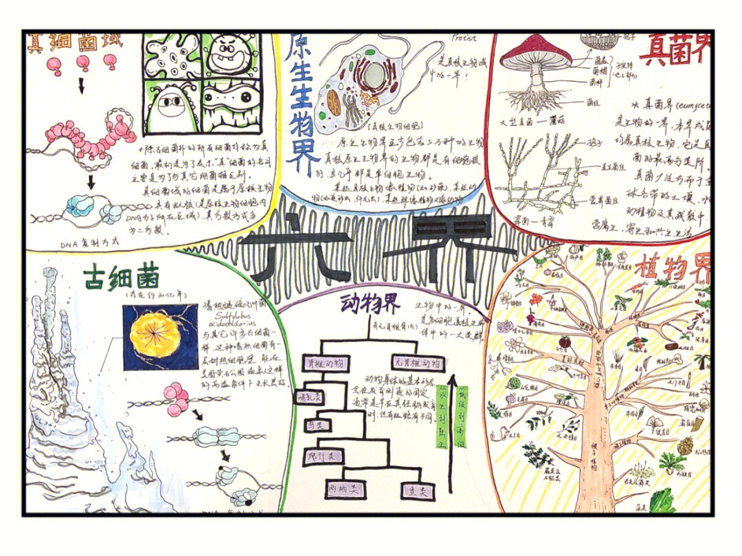 生物科普手抄报八年级图片