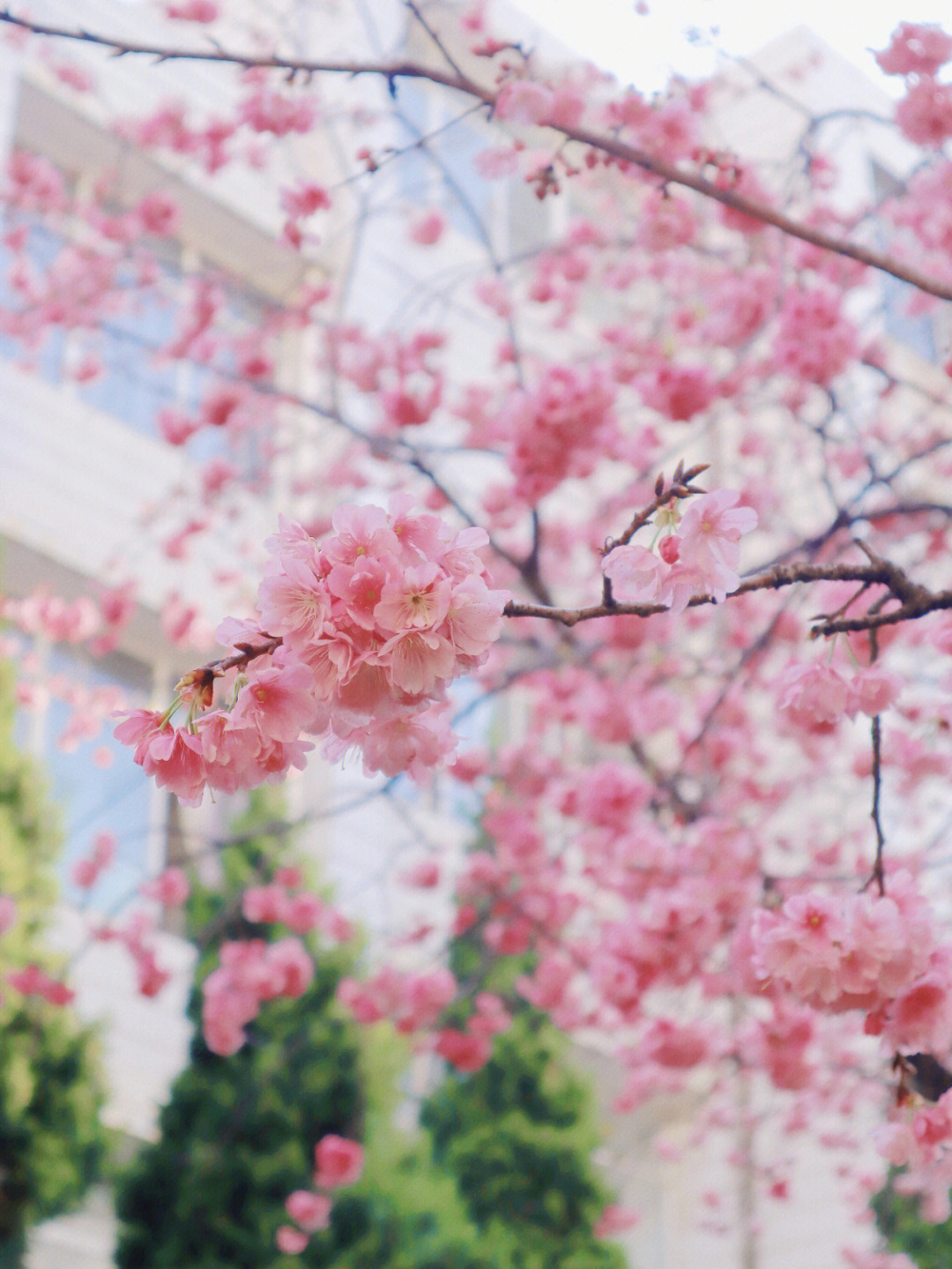 南山实验学校樱花图片