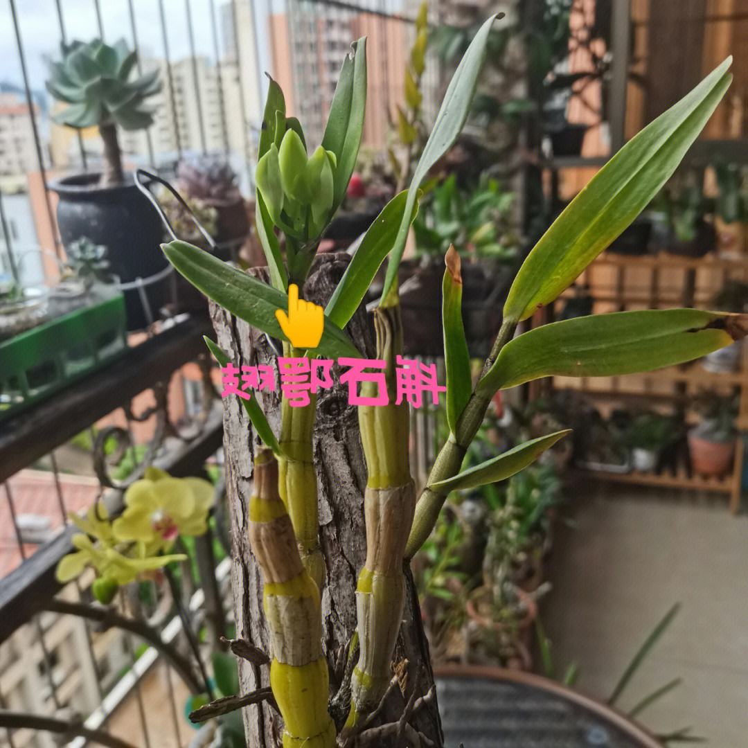 石斛盆栽的种植方法图片