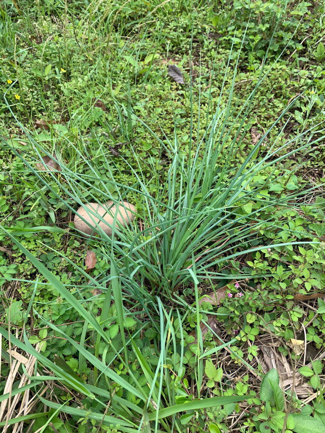 get野葱一把