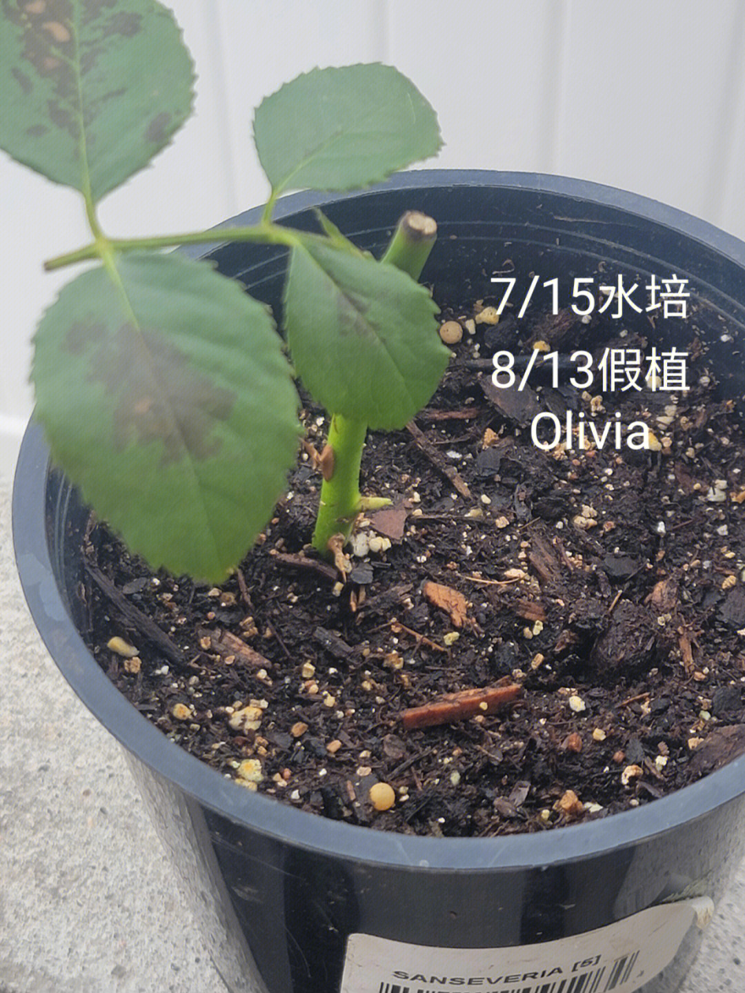 月季花水培方法图片