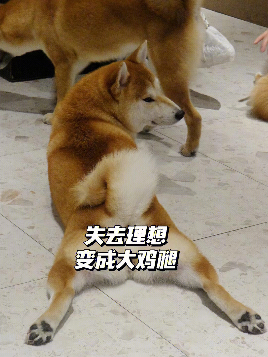 柴犬下楼表情包图片