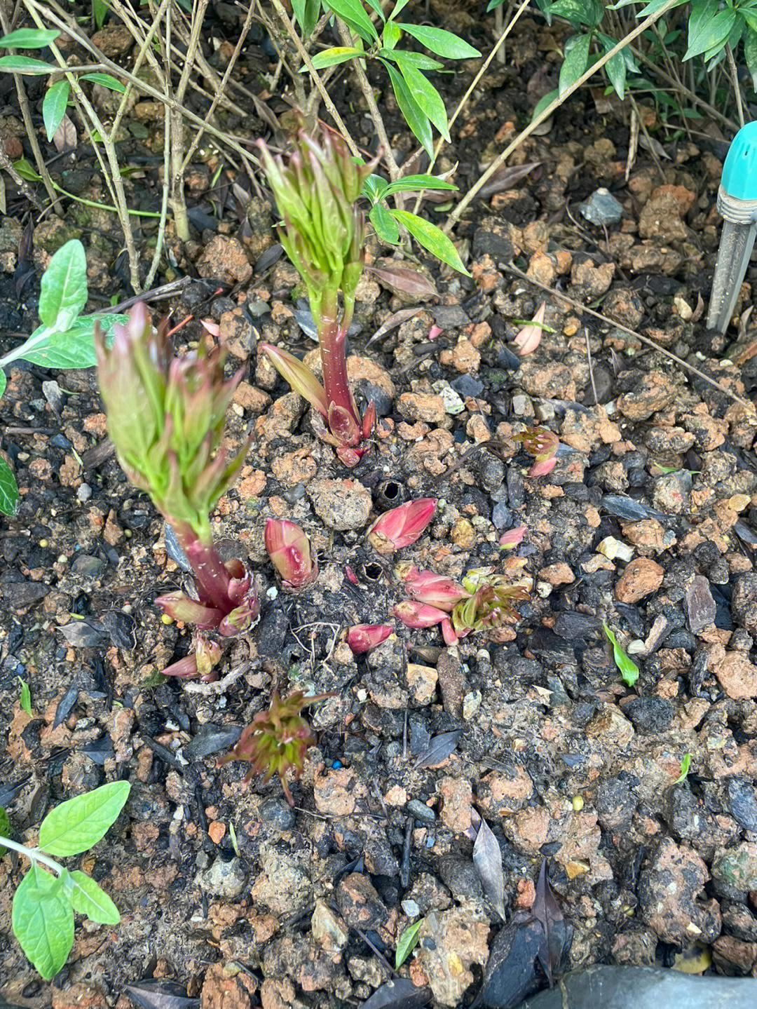 可食用的芍药幼苗图片