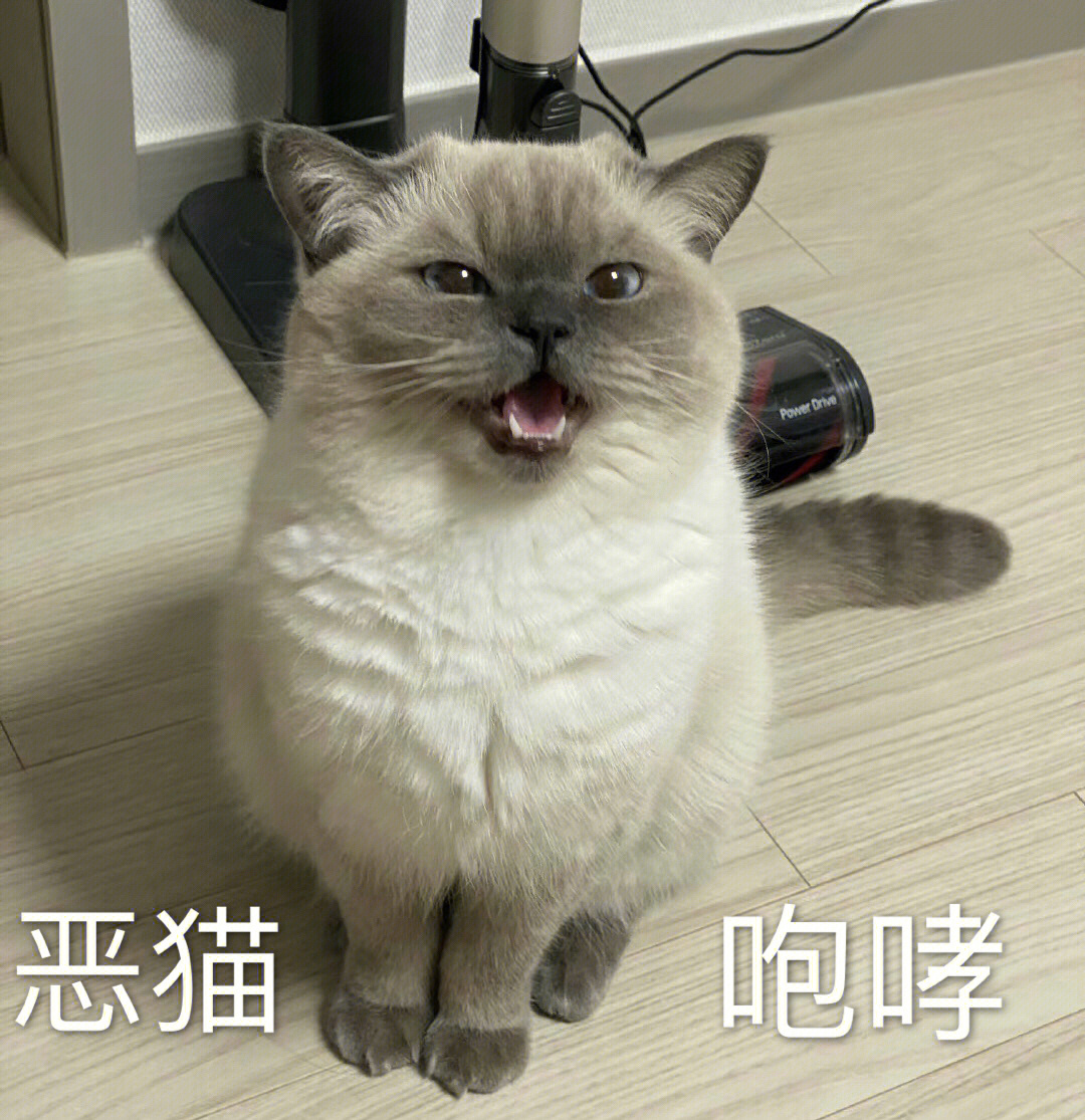 原创表情包,是英短重点色,不是逻辑猫(暹罗猫)哦!