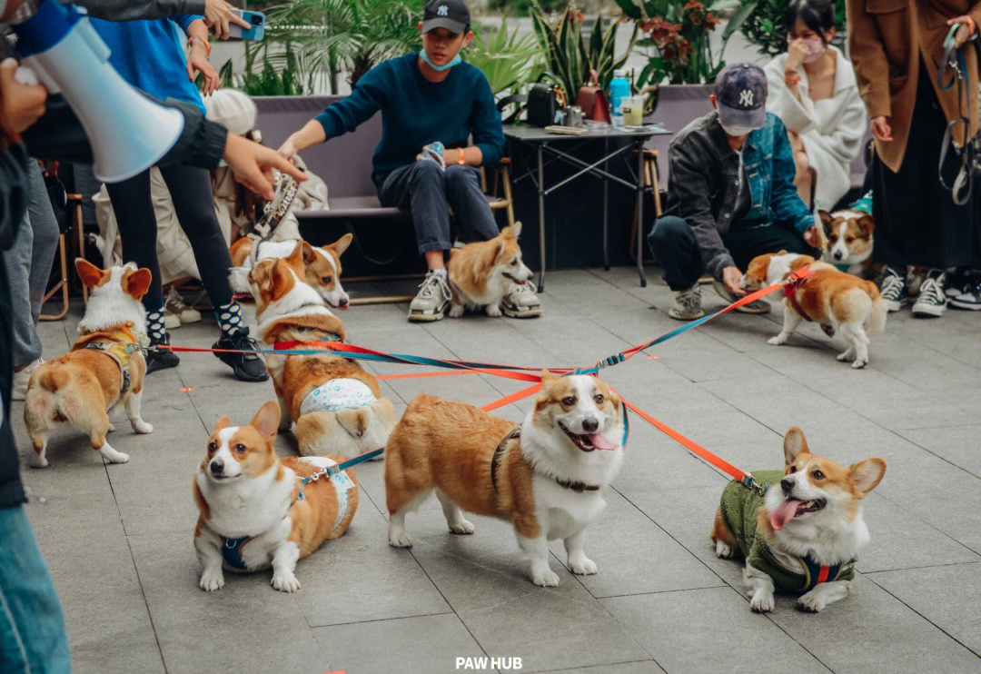 地狱三头犬果实图片