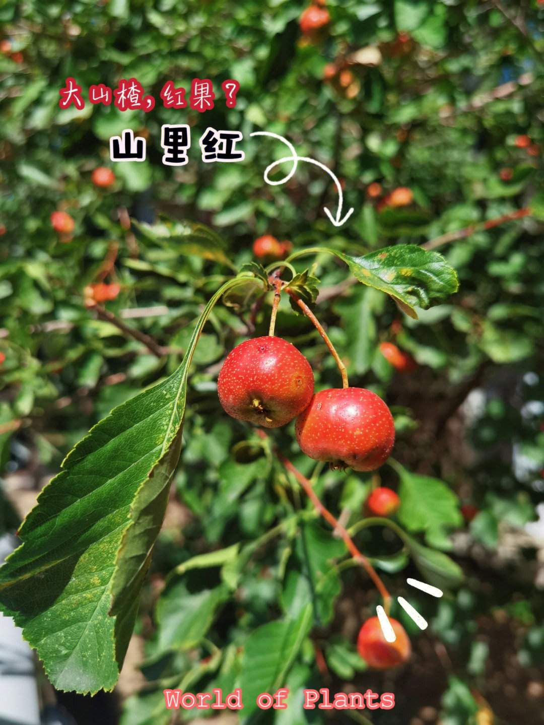 植物日记山里红