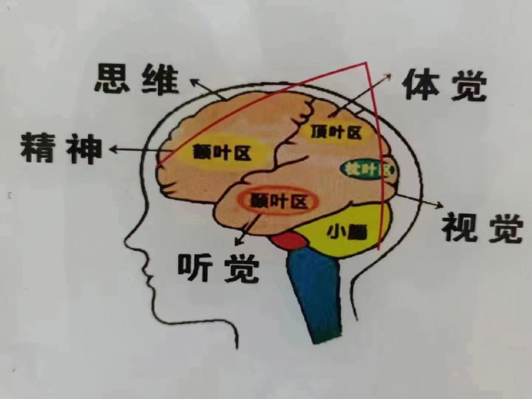 头型与智商图片