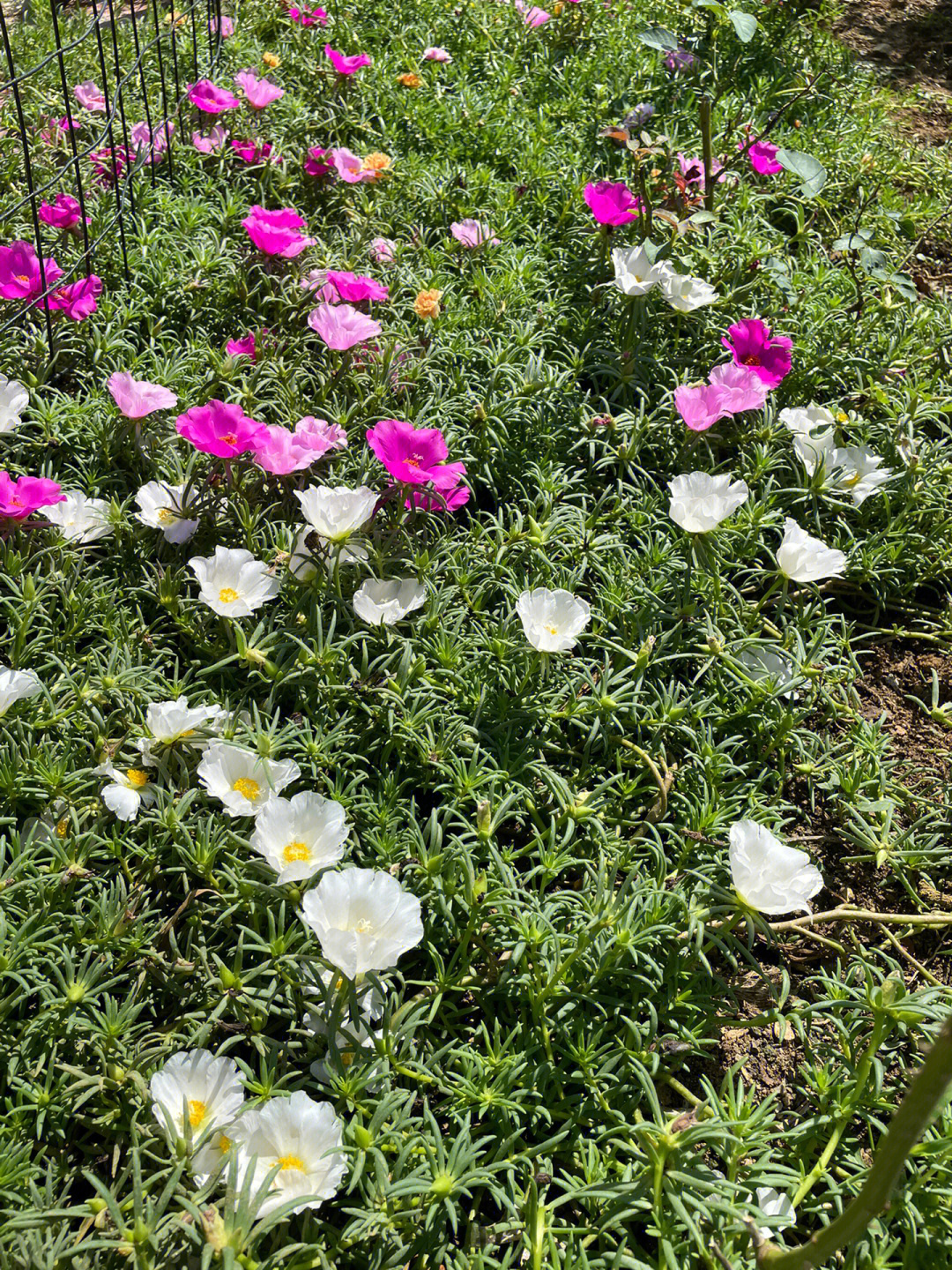 夏季草花品种图片