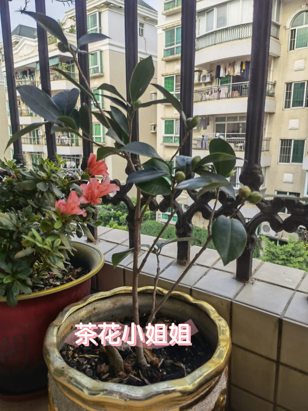 跪求茶花养护方法