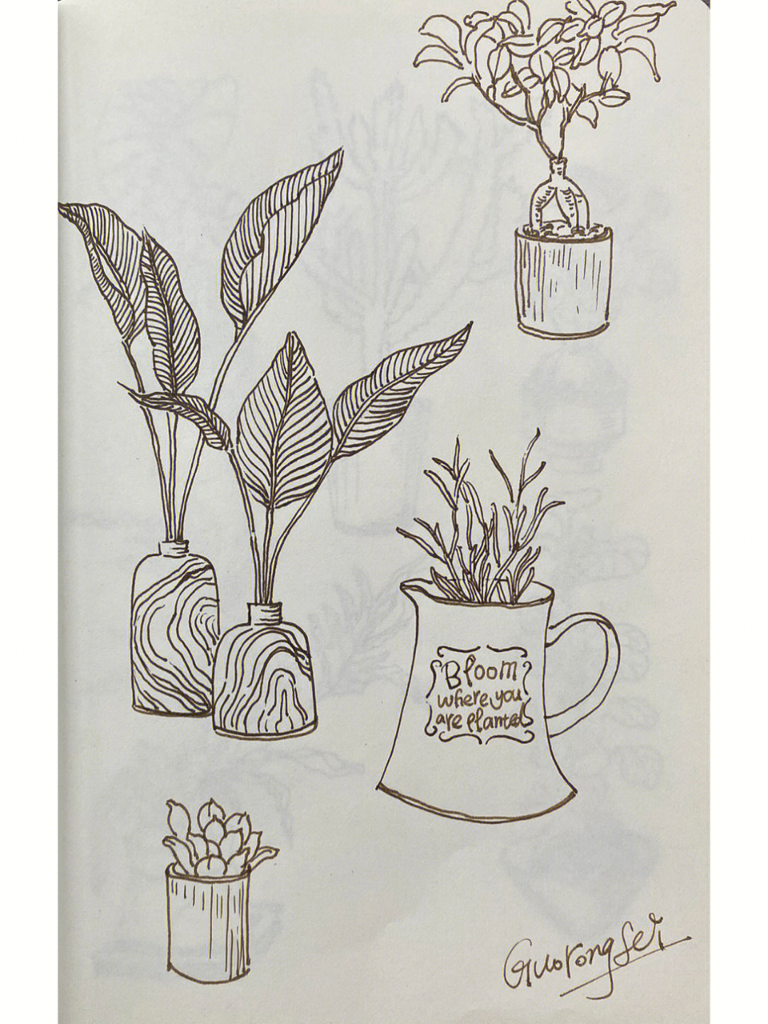 简单植物写生盆栽图片