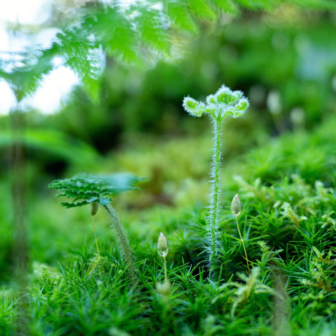 苔藓蕨类植物像极了一个个小精灵