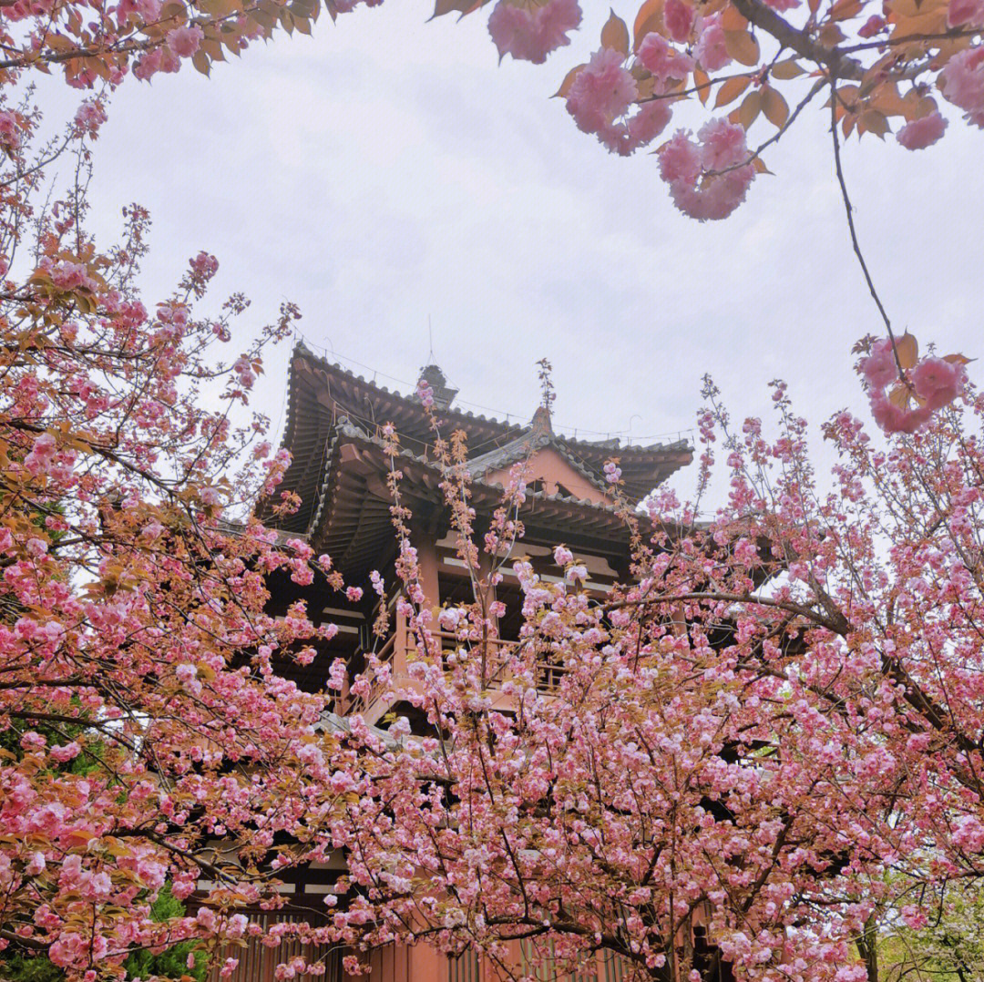 青龙寺樱花