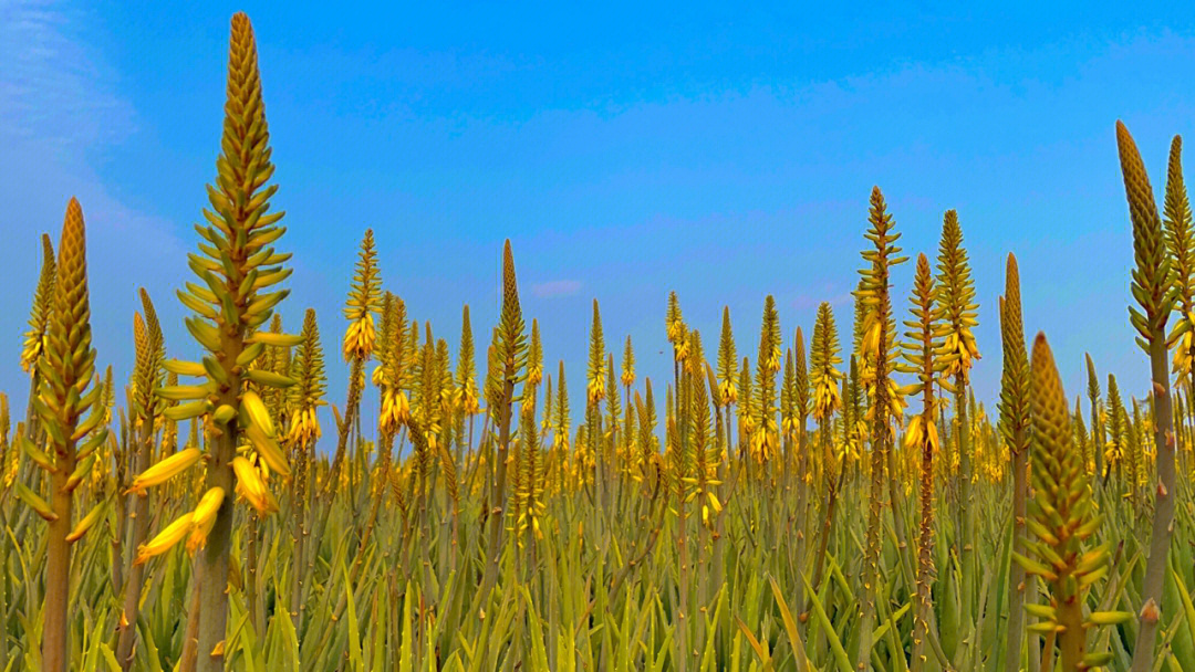 芦苞花海生态公园图片