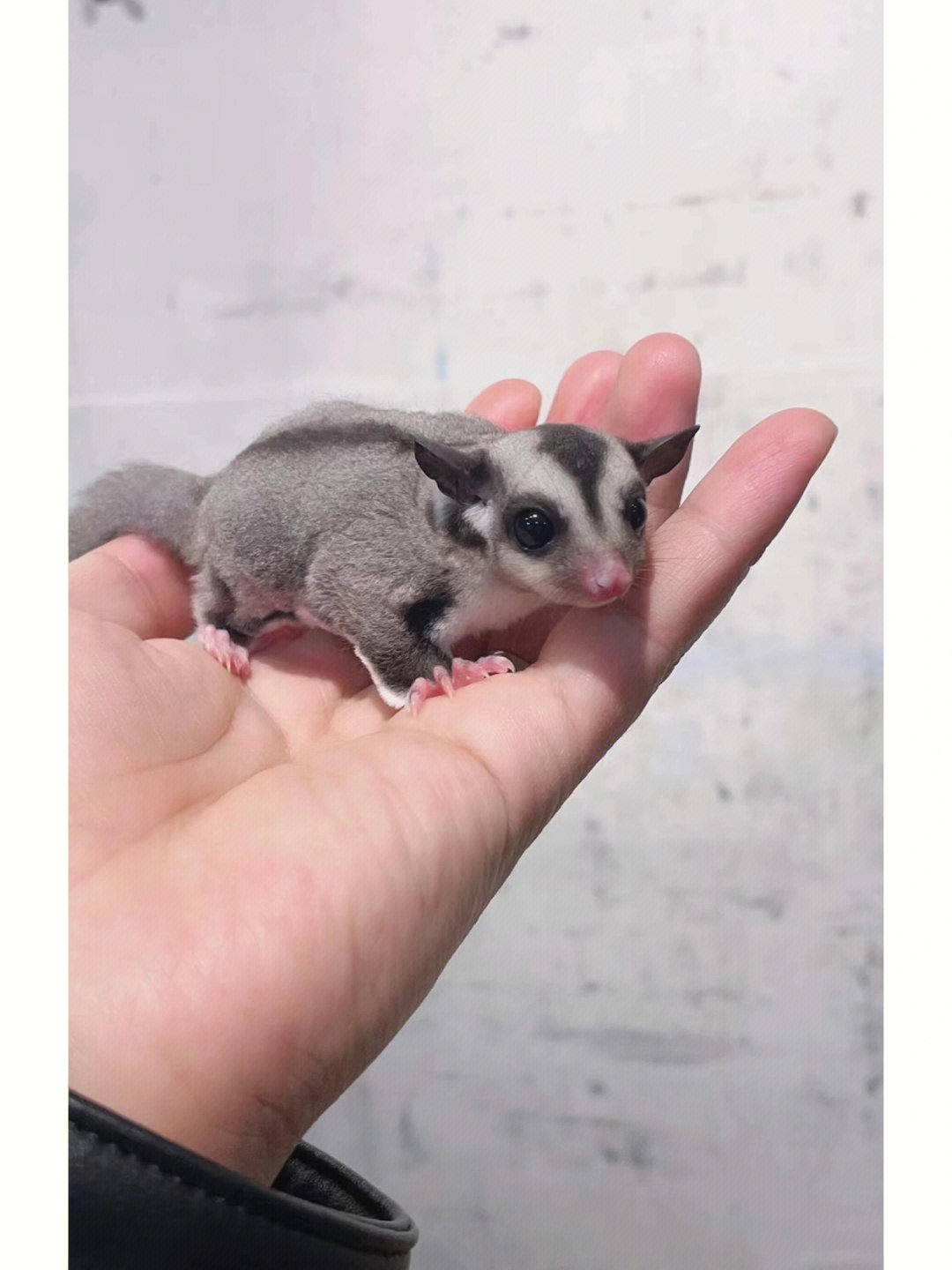 婴猴和蜜袋鼯图片