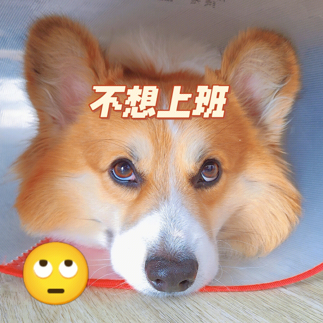 我家的狗子emo成了emoji09