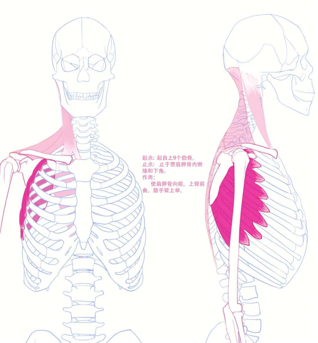 前锯肌和胸小肌图片