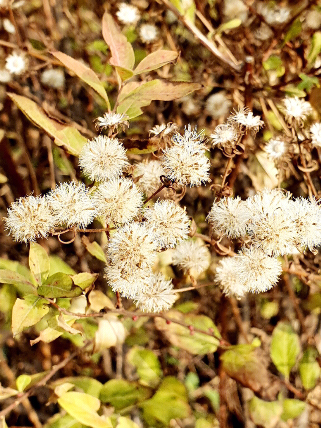 白色野菊花花语图片