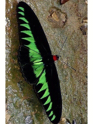 马来西亚国蝶trogonopterabrookiana