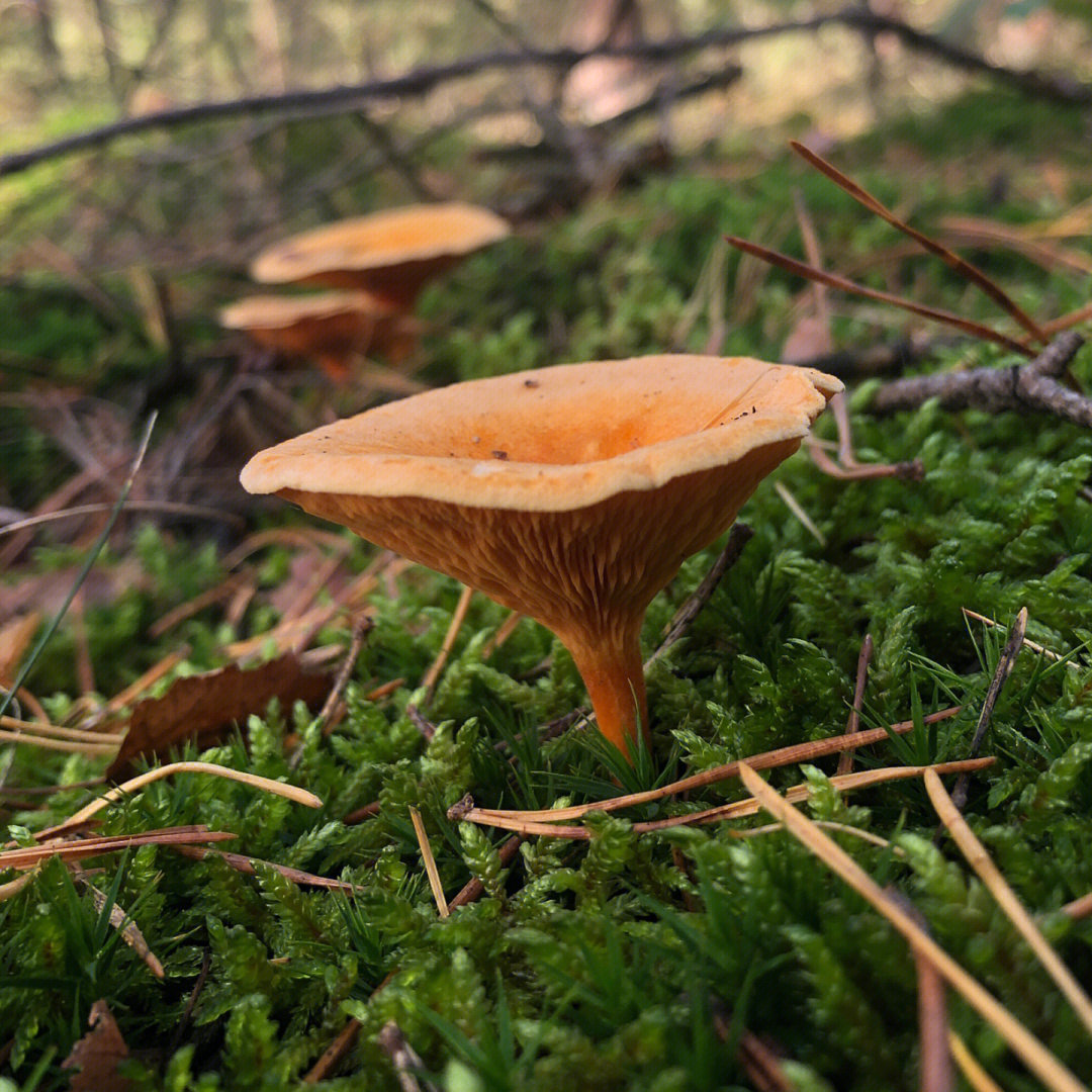 松树翠蘑菇图片图片