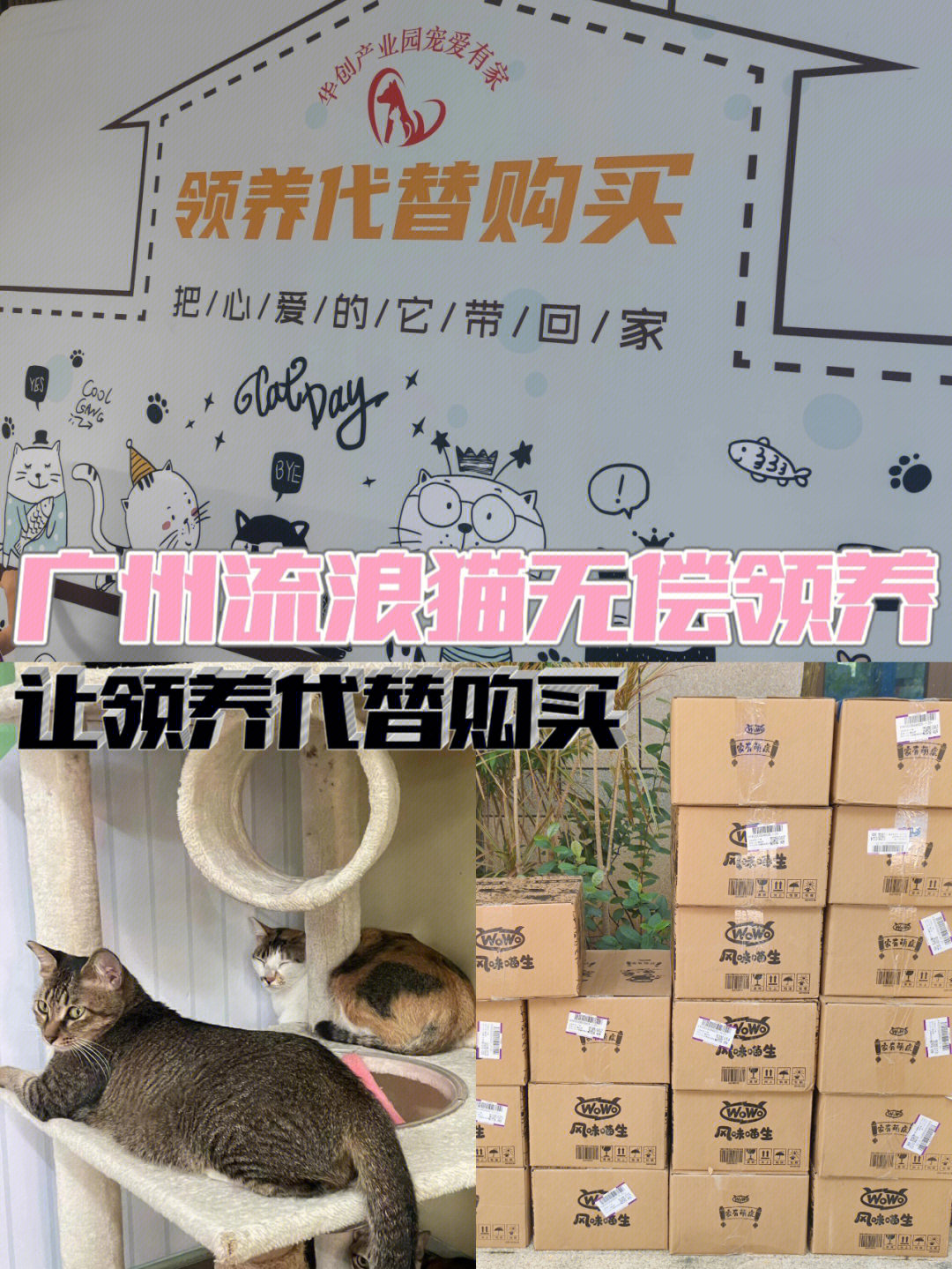 广州流浪猫收养中心图片