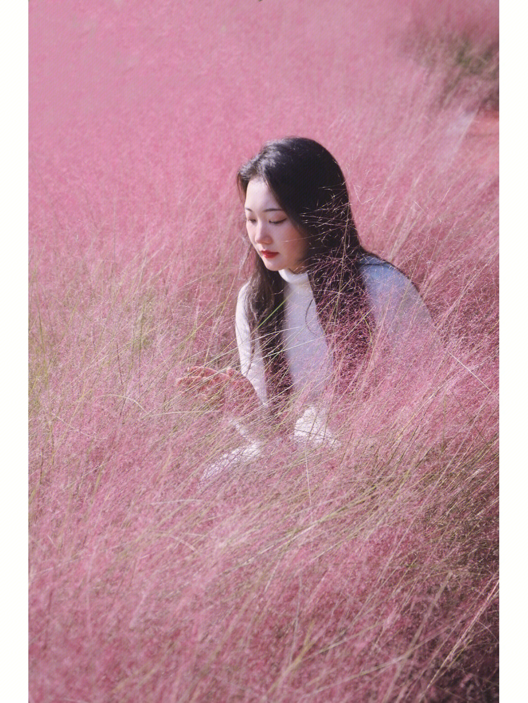 粉黛乱子草拍照绝绝子