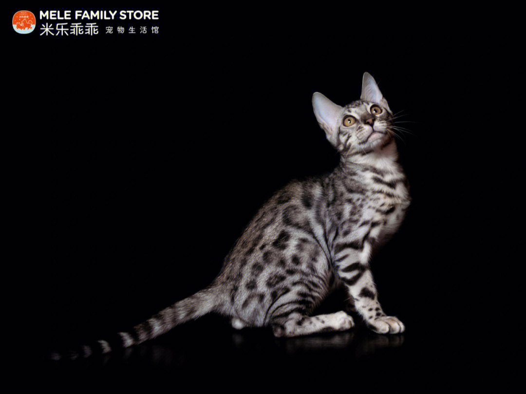 孟加拉豹猫灰色图片
