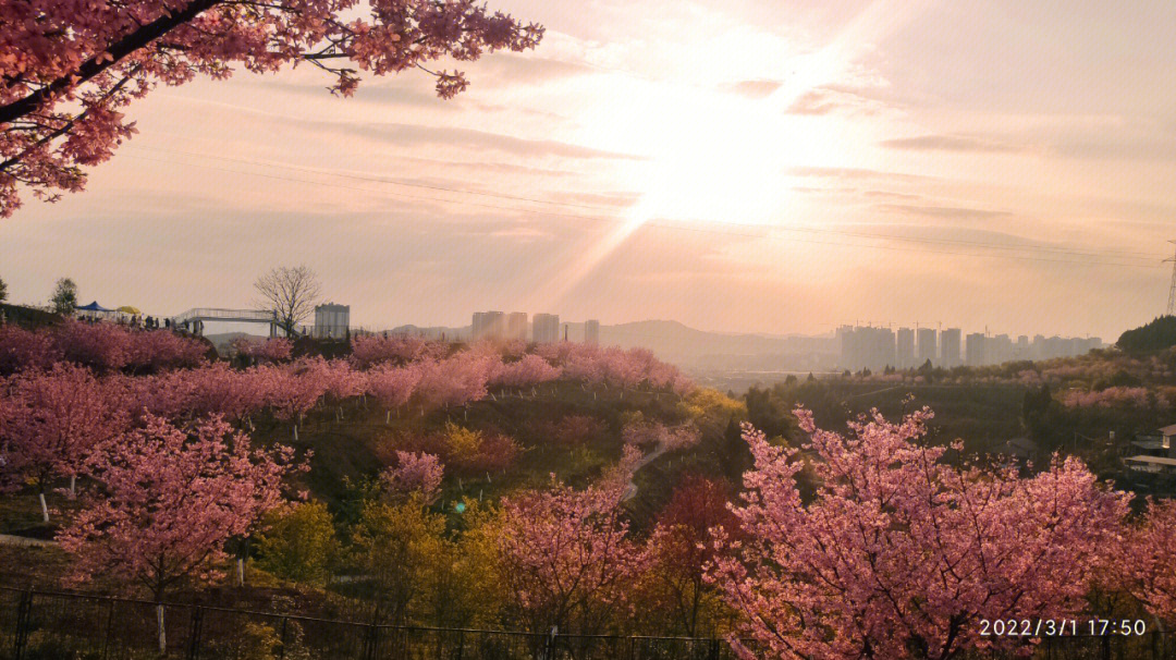 高坪区澜岭江花景区图片