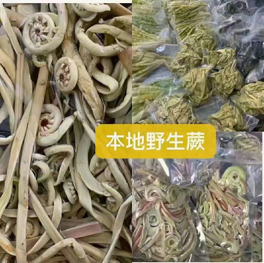 野生蕨菜狗抓豆