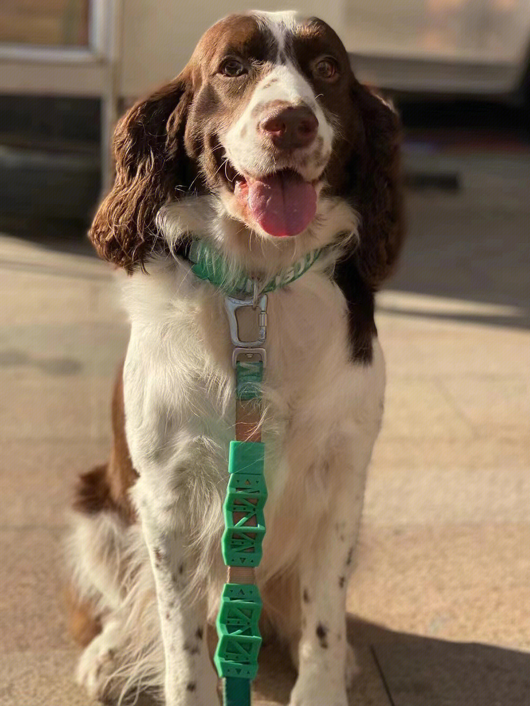 史宾格犬的智商图片