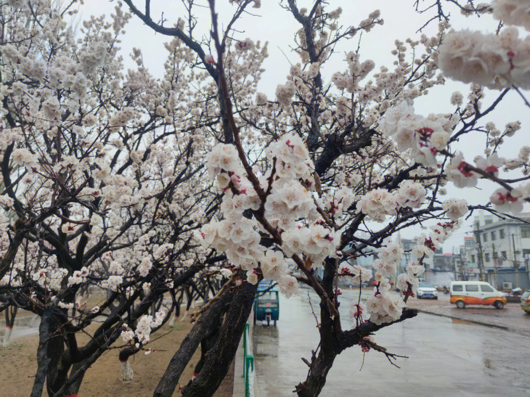 神木市杏花滩介绍图片