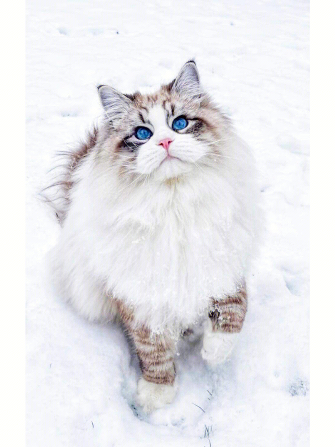 西伯利亚森林猫猫舍图片