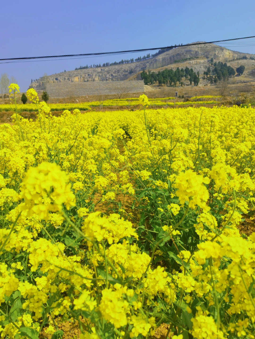 株洲仙庾岭油菜花图片