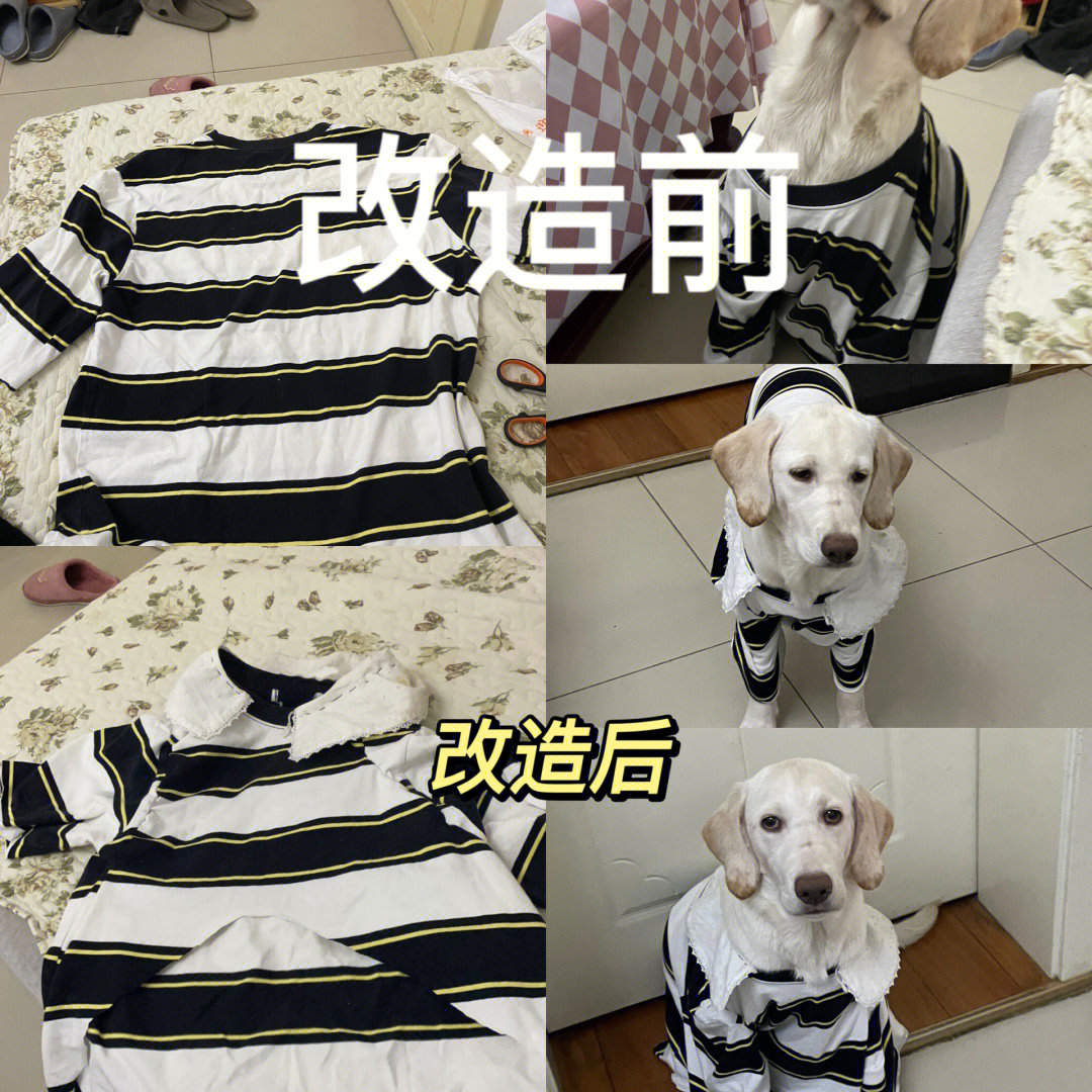 给泰迪做衣服教程图片图片