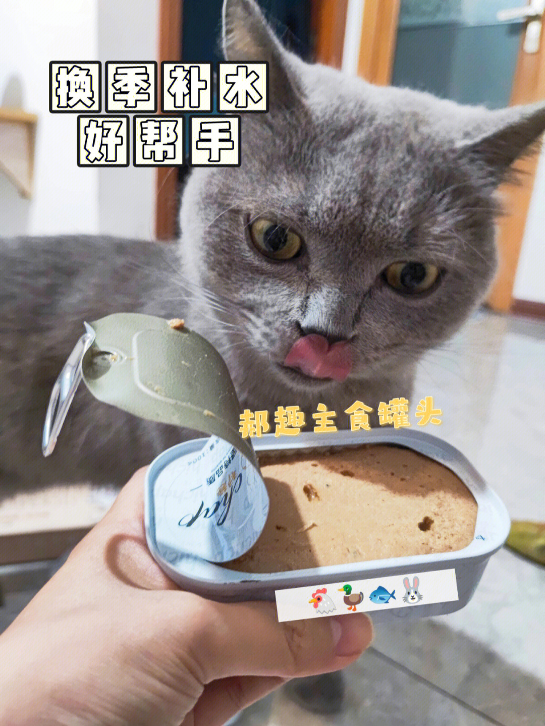 换季太掉毛搞点01主食罐头给猫咪补补