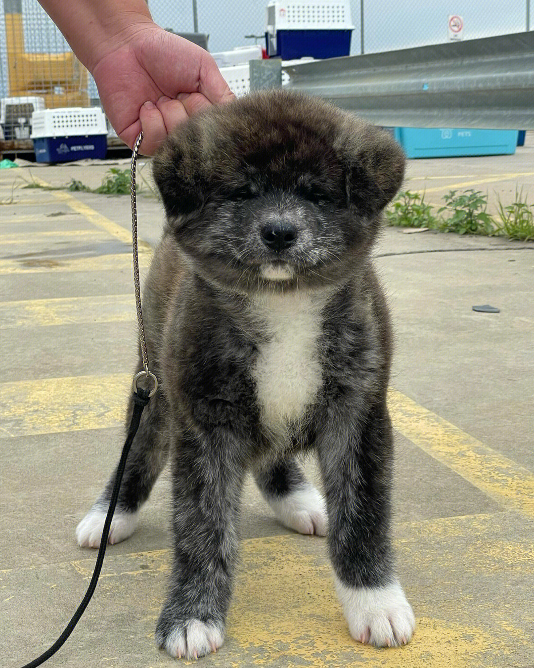 黑虎斑秋田图片