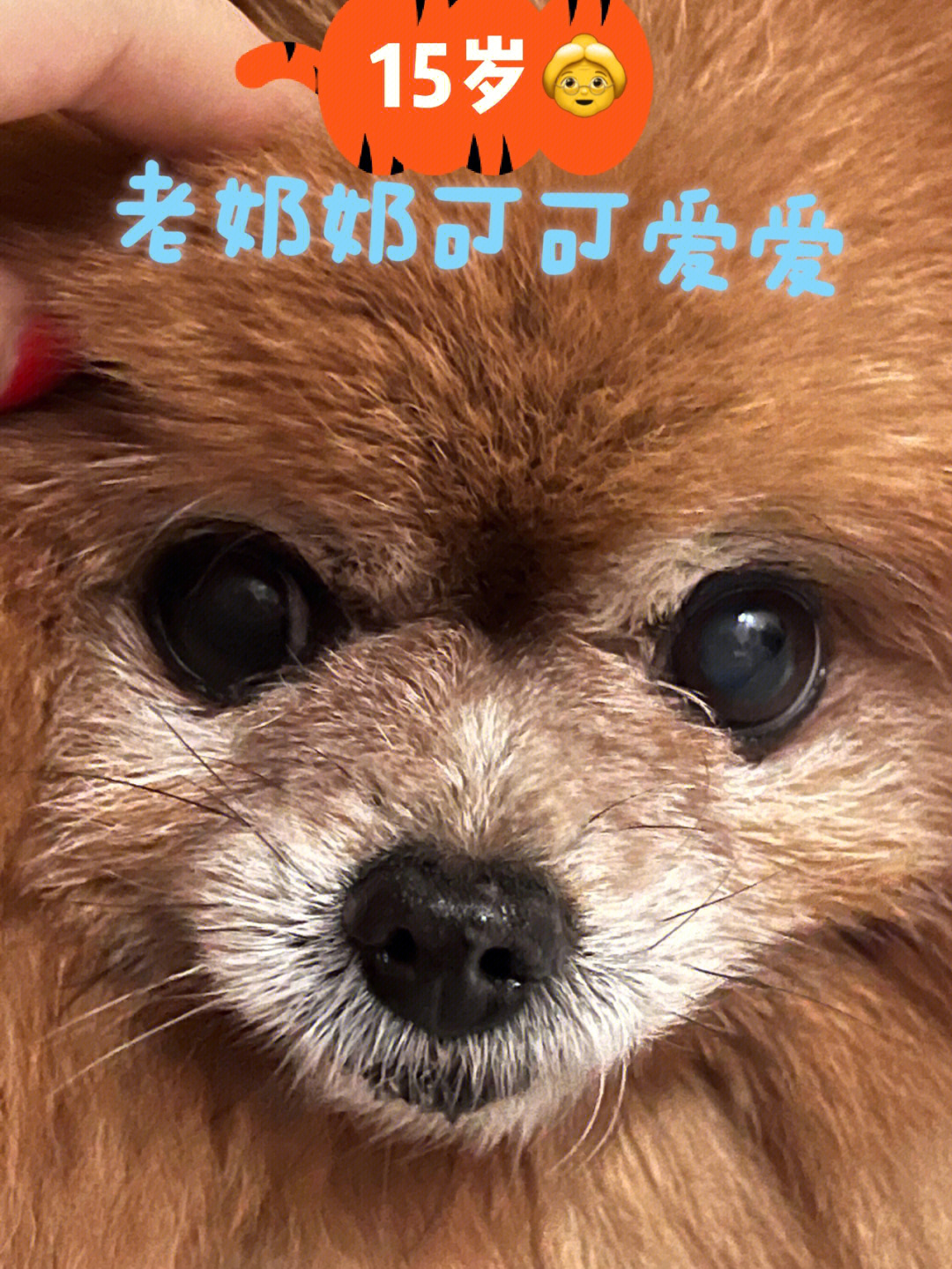 博美犬几岁进入老年图片