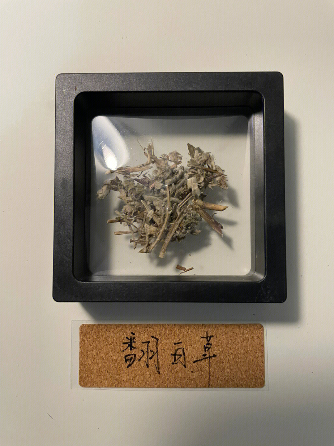 中药名   翻白草别名      鸡腿根,天藕性味      甘,微苦,平,无毒