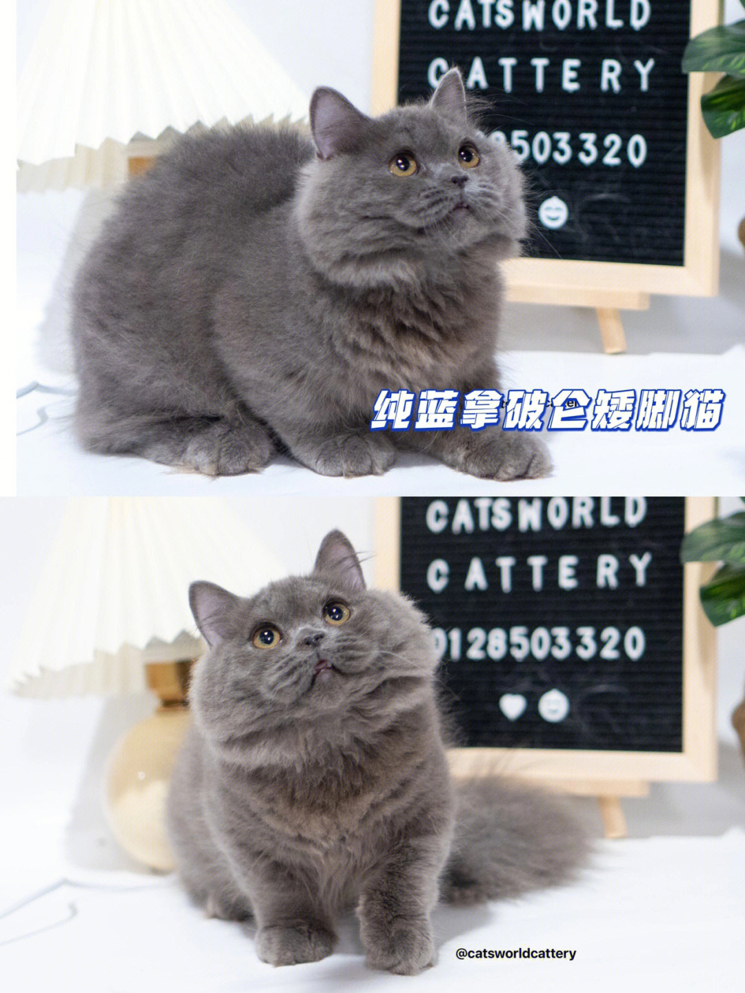 拿破仑猫好养吗图片