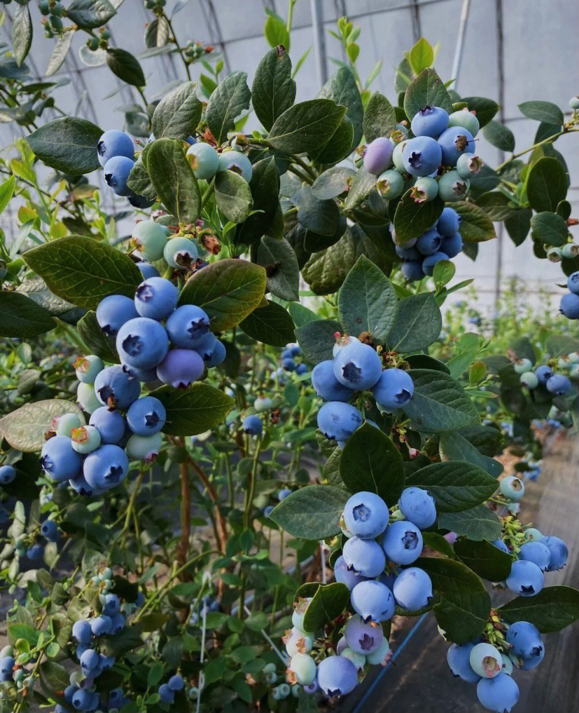 奥尼尔蓝莓授粉图片