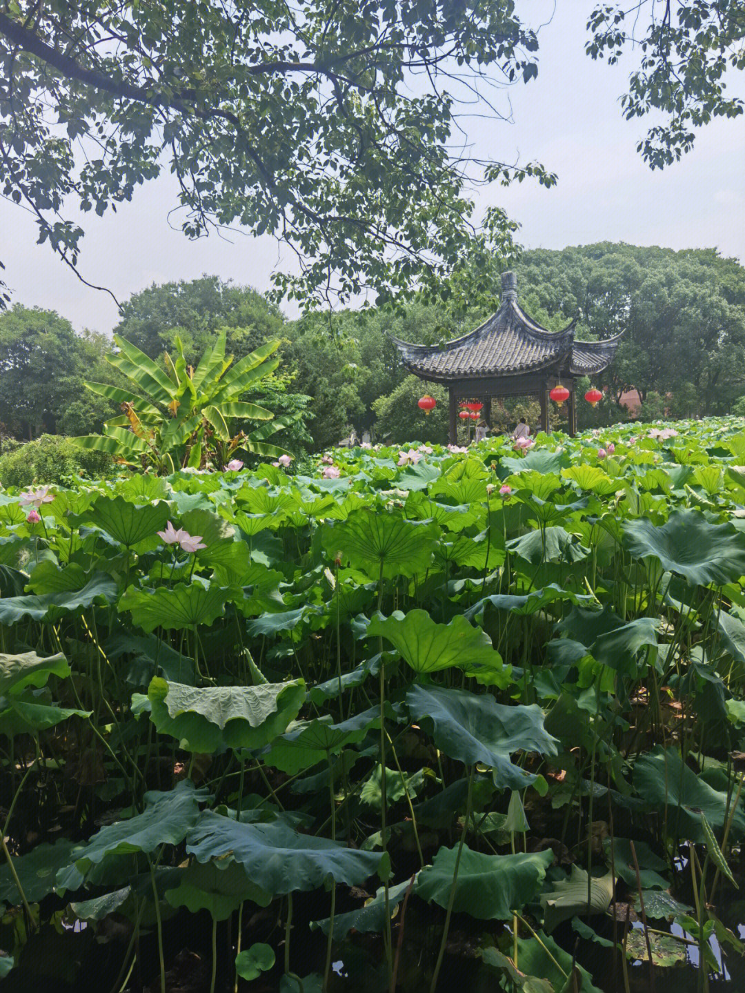 繁昌荻港古镇游记图片