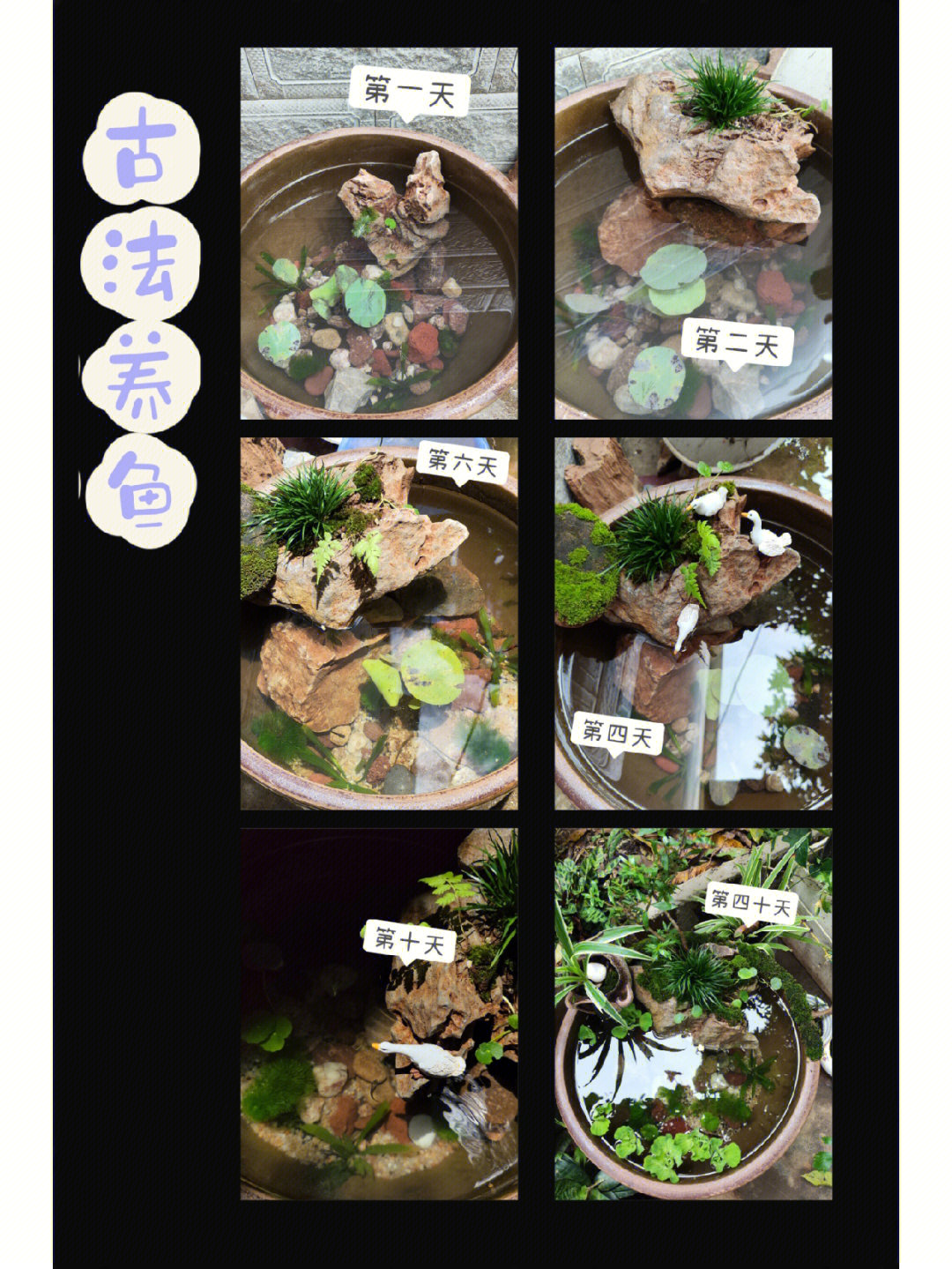 金苔鼠公母区分图图片