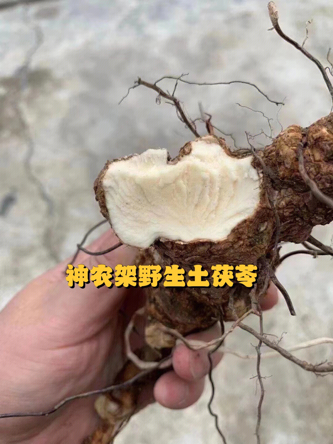 土茯苓治痛风图片