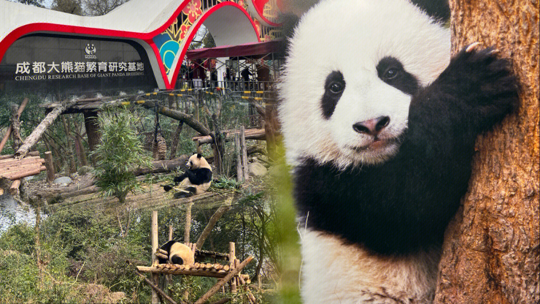 房山大熊猫基地规划图片