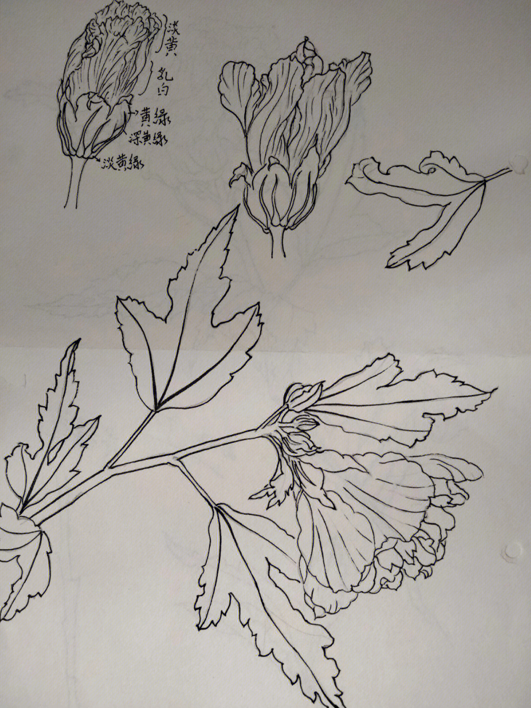 木槿树简笔画图片